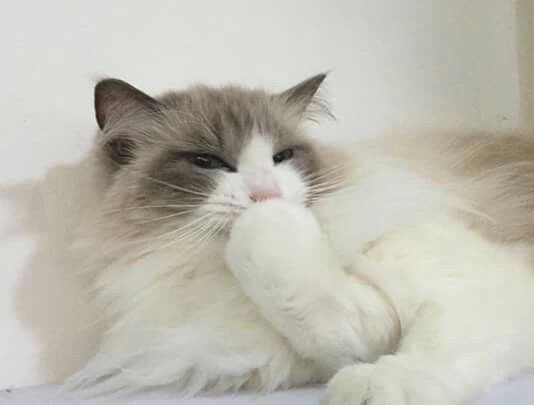 ricky as cats (@sqrcats) on Twitter photo 