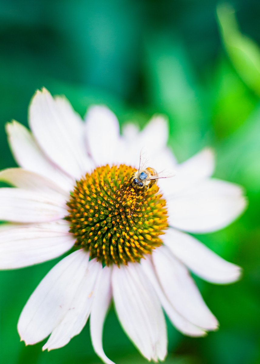 Johnny_Lopez38's tweet photo. Buzzing with excitement as I capture nature's tiny miracles 🐝🌸

#beeonflower #naturelovers #pollinators #buzzingbee #flowerpower #beesofinstagram #springvibes #naturephotography #flowerlover #tinybutmighty #instabeauty #naturecaptures #instaflowers #petalperfection #blossomtime #blossomtime