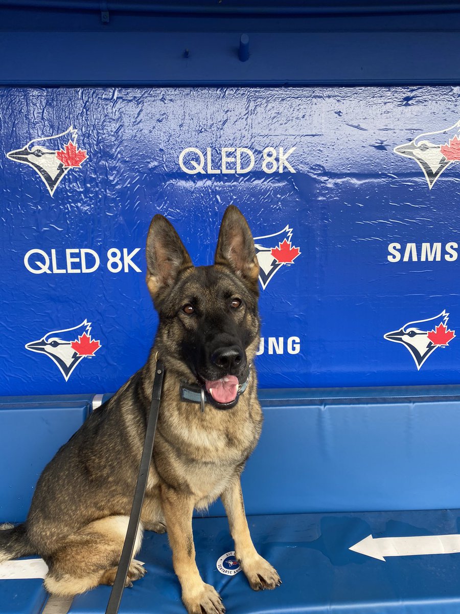 K9Harley1 tweet media