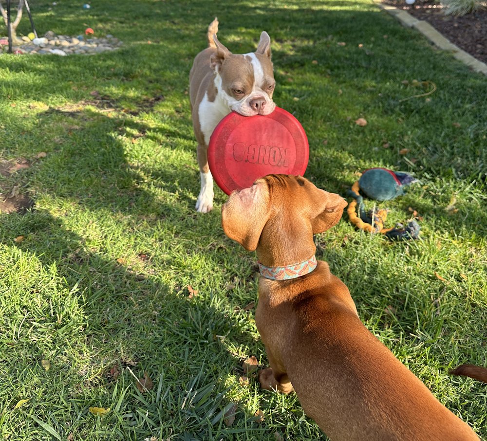 dragonblogger's tweet photo. Pumpkin dares Heinz to try and get his Kong Frisbee! #dogs #bostonterrier #minidoxxie #petsofdragonbloggers https://t.co/a7tiueUZRI