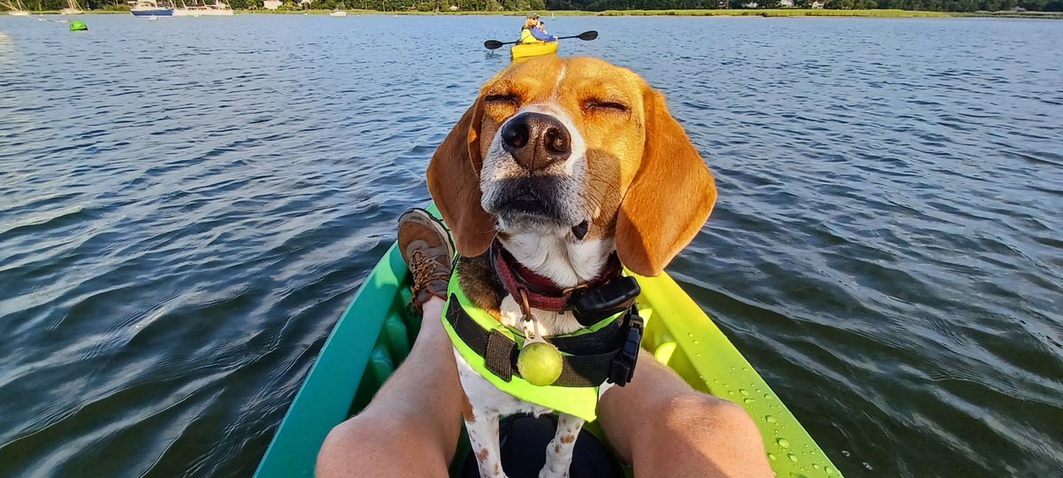 Scout+kayak+sun=bliss
#beaglefacts #beaglelife