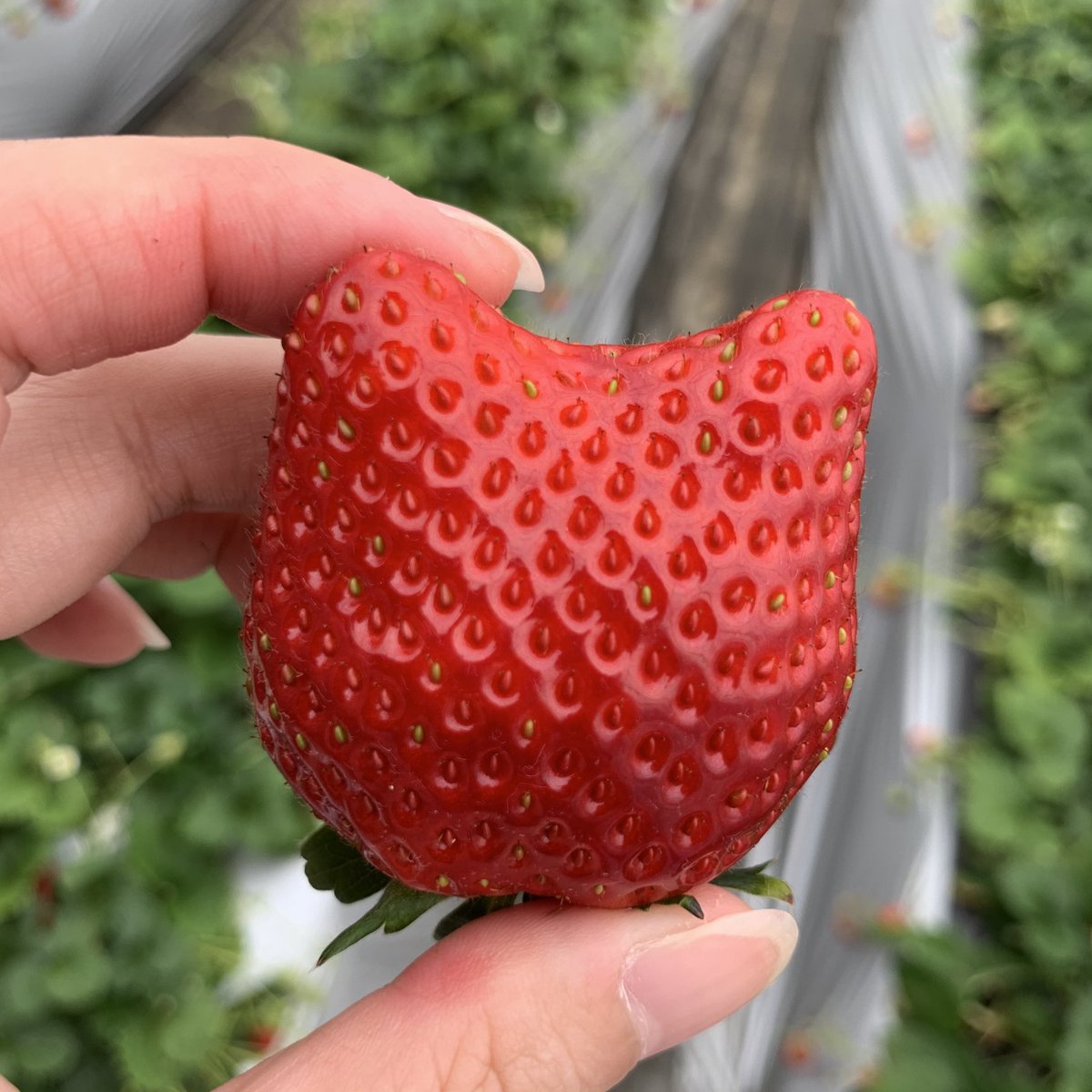 Hello🍓

みんな見て❣️見て❣️

猫型いちご🍓🐈‍⬛みーっけ👀✨

あ〜、今日はいいことありそう🍓

by Coco &amp; Socks👧🏻🐈‍⬛🎶