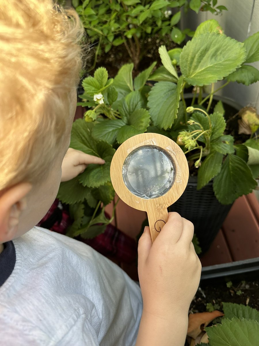 lkmaclean's tweet photo. Using our magnifying glasses to look closely at our strawberry plants. Looking good! #gardening #strawberry #gardeningwithkids #lookingclosely #toddlerlife https://t.co/DWIf1H4Fmf