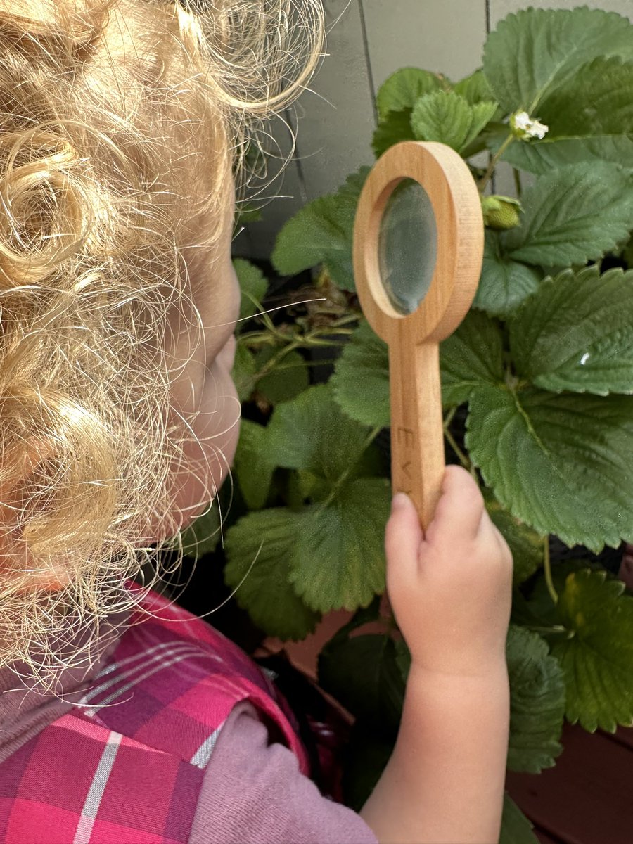 lkmaclean's tweet photo. Using our magnifying glasses to look closely at our strawberry plants. Looking good! #gardening #strawberry #gardeningwithkids #lookingclosely #toddlerlife https://t.co/DWIf1H4Fmf