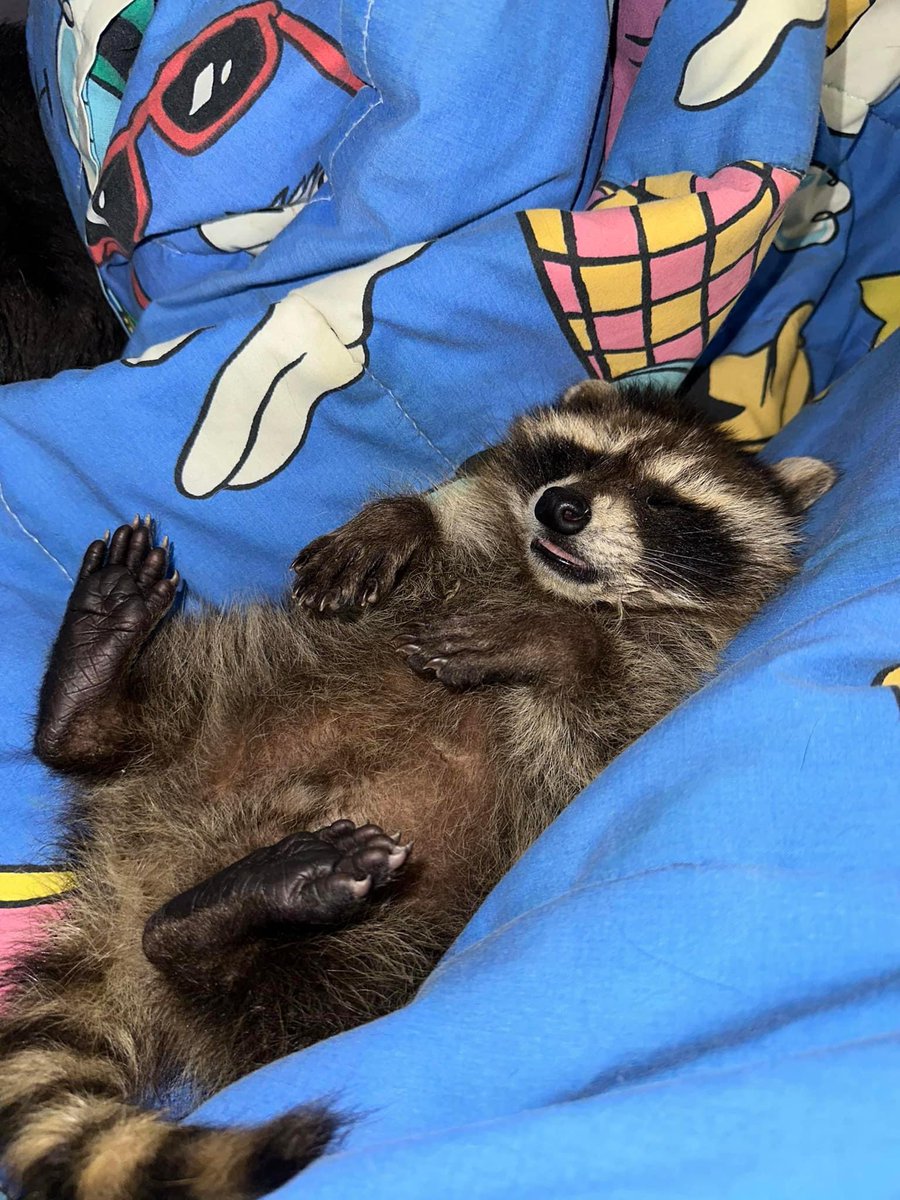 raccoonhourly's tweet photo. https://t.co/zoi2e46vDf
