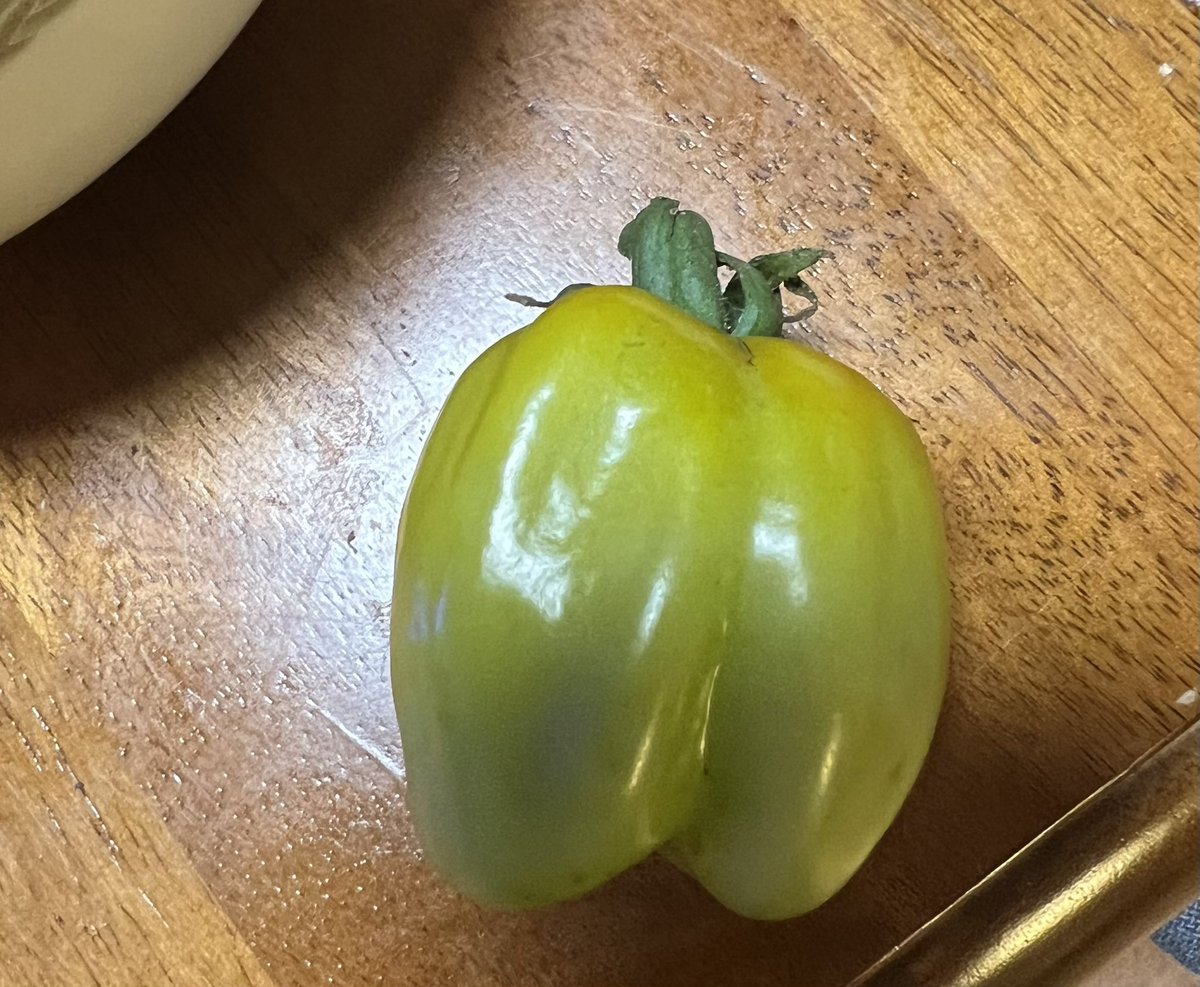 Crazy that this is a tomato. Hoping to harvest a few to use in stuffed pepper recipes #UroGardening
