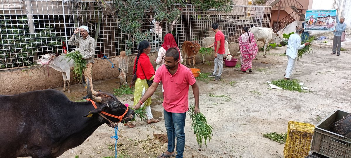 AshramBlr's tweet photo. Sant Shri Asharamji Bapu #Ashram #Bengaluru organized #GauGrass Seva program at Nandini Gaushala Banashankari #Bangalore on 29.07.23 with a motive to serve cows who actually serves us in various ways.
📰News Coverage- https://t.co/8BuXphuQpc
📜Seva Post- https://t.co/HUAjZiDeF4 https://t.co/Ma8FGt4YoK