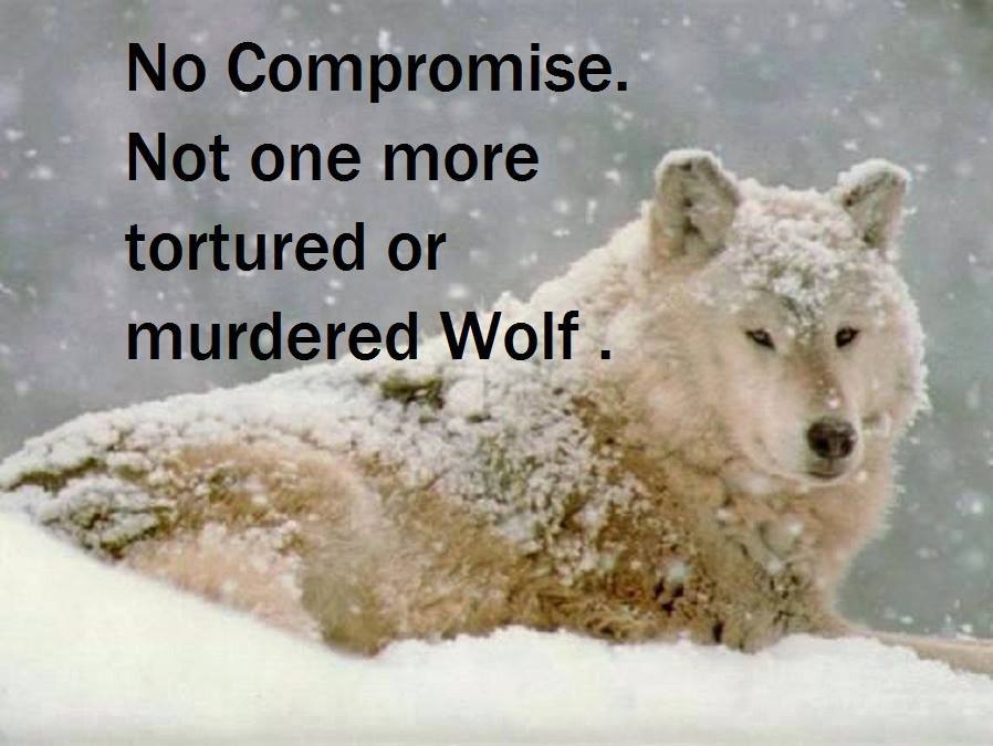 WolfWarriorLoki's tweet image. Time to #RelistWolves #RelistWolvesNOW #RelistALLWolvesNOW #DoYourJoborRESIGN