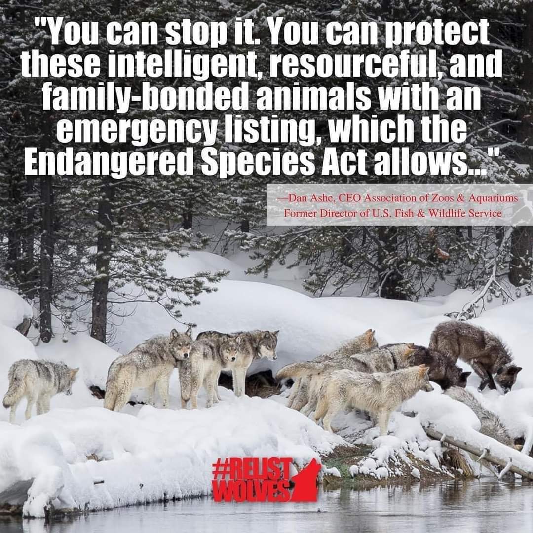 WolfWarriorLoki's tweet image. Time to #RelistWolves #RelistWolvesNOW #RelistALLWolvesNOW #DoYourJoborRESIGN