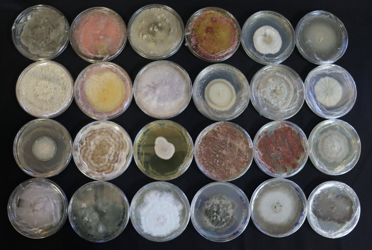 Fungal diversity!😍