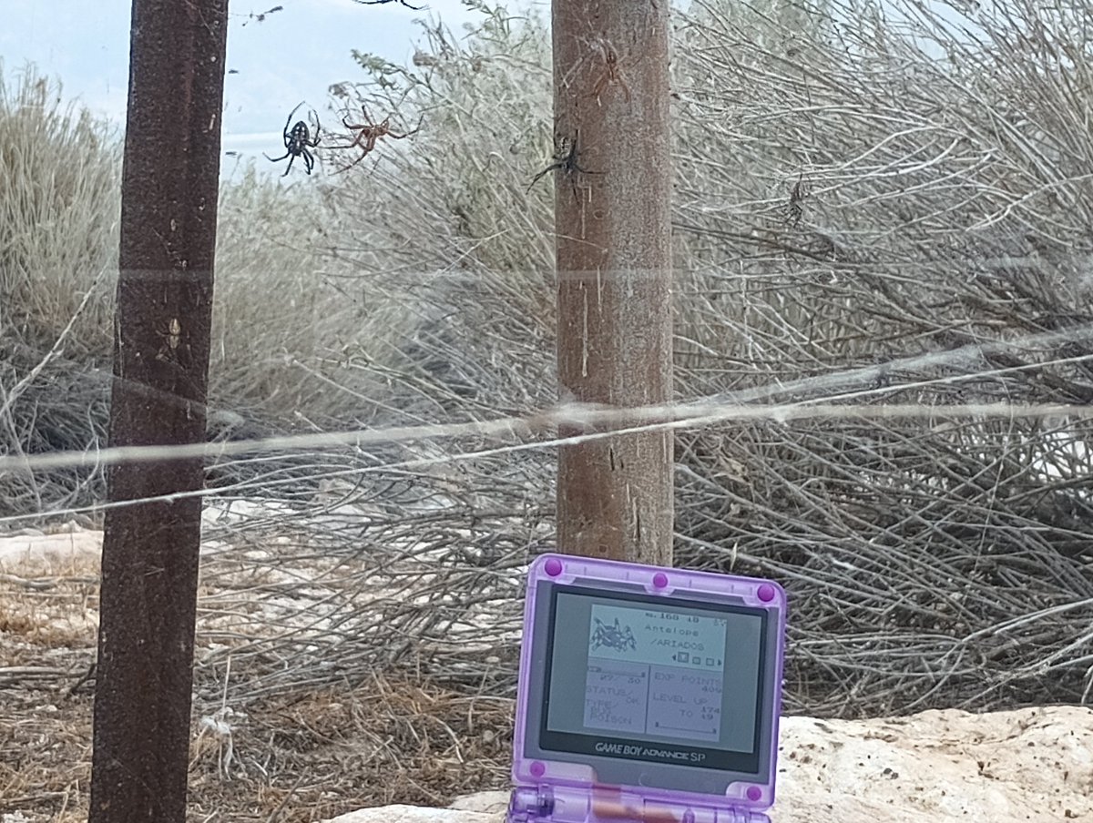 woodierbean's tweet photo. SHINY ARIADOS AFTER 4,460 RE IN POKEMON GOLD ✨✨

I found this beauty while I was camping at Antelope Island for #SpiderFest2023! Super excited to get a shiny spider while surrounded by spiders! 🕷️🕸️

Will definitely do a video on this hunt, so keep an eye out for that! https://t.co/0xbUcyfwaK