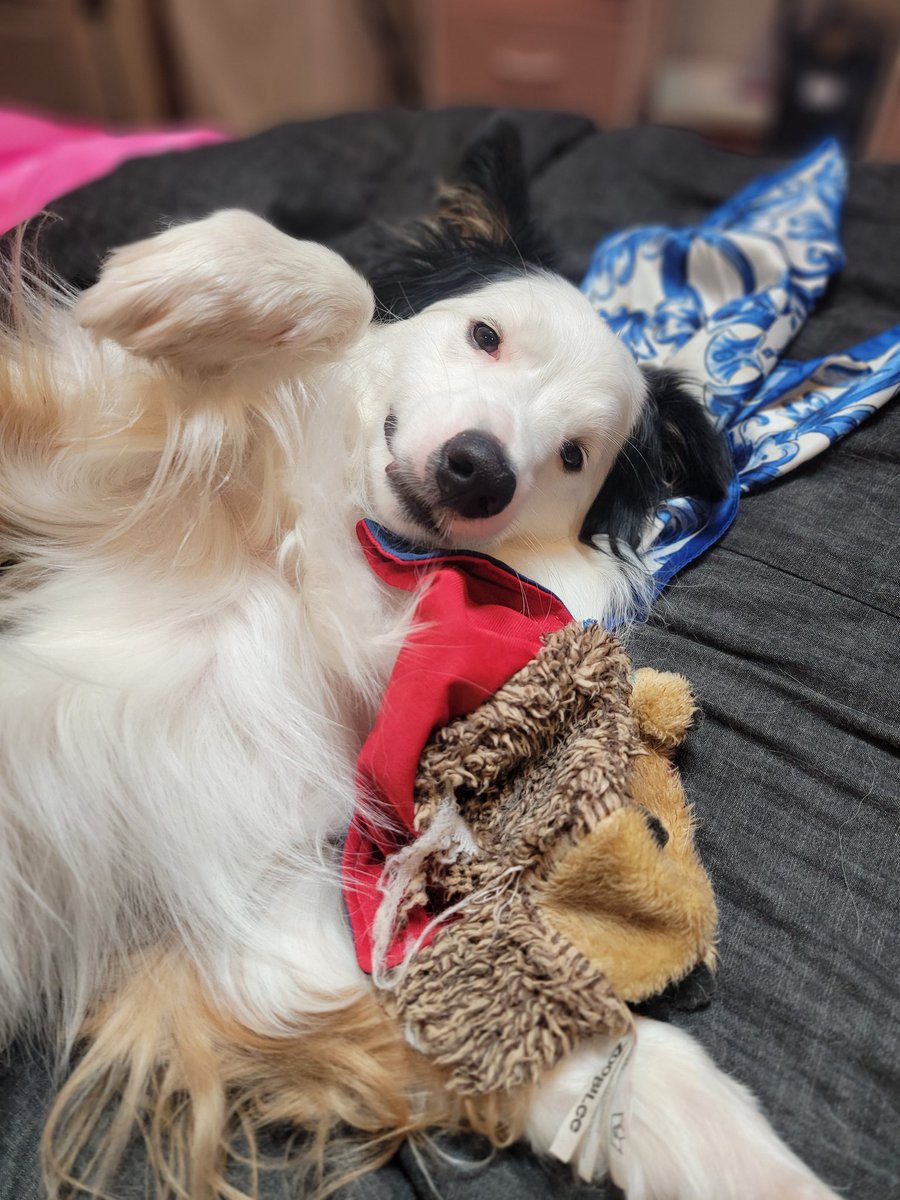 KatJagodzinski's tweet photo. Belmont and his recently destuffed toy wish all of you a good night. โค๏ธ #web3dog #australianshepherd https://t.co/yaR2KPFpSw