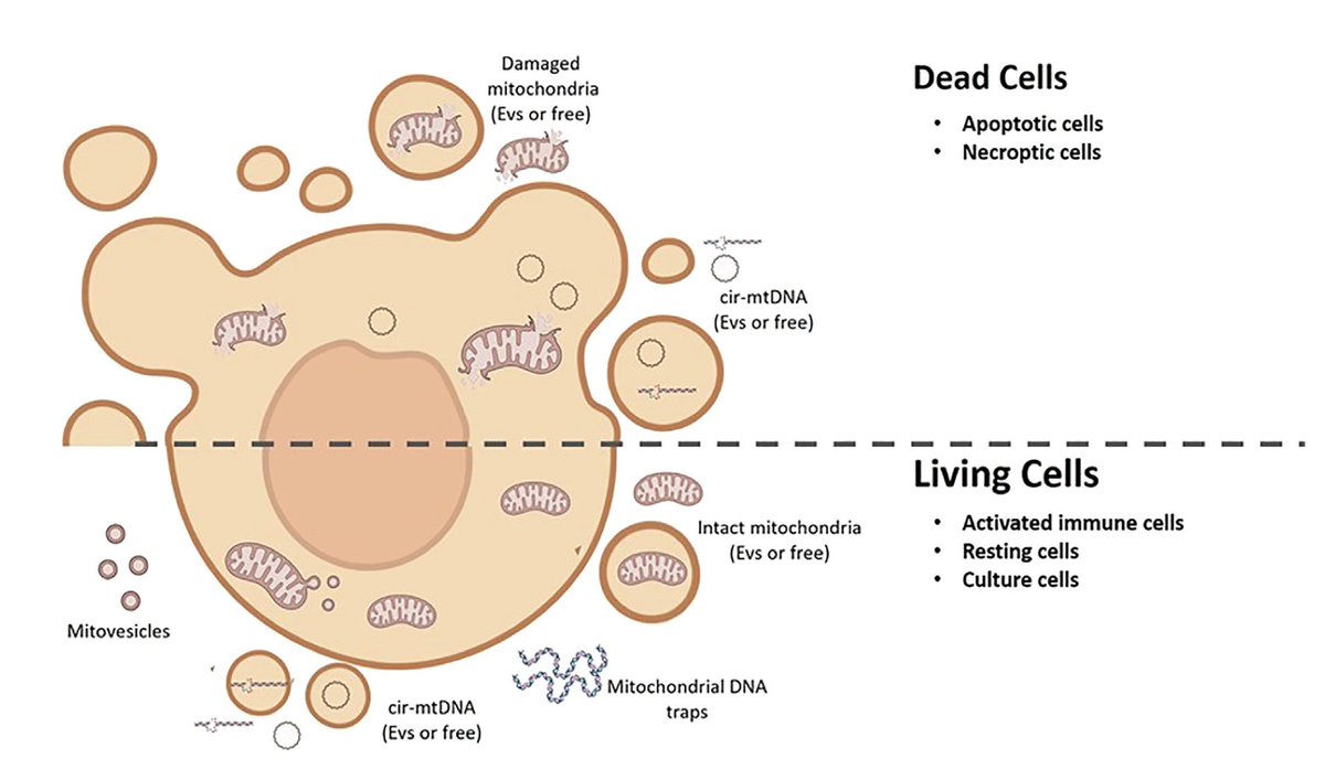 Cells talk to each other, probably in part by exchanging mitochondria and mitochondrial components

cell.com/action/showPdf…