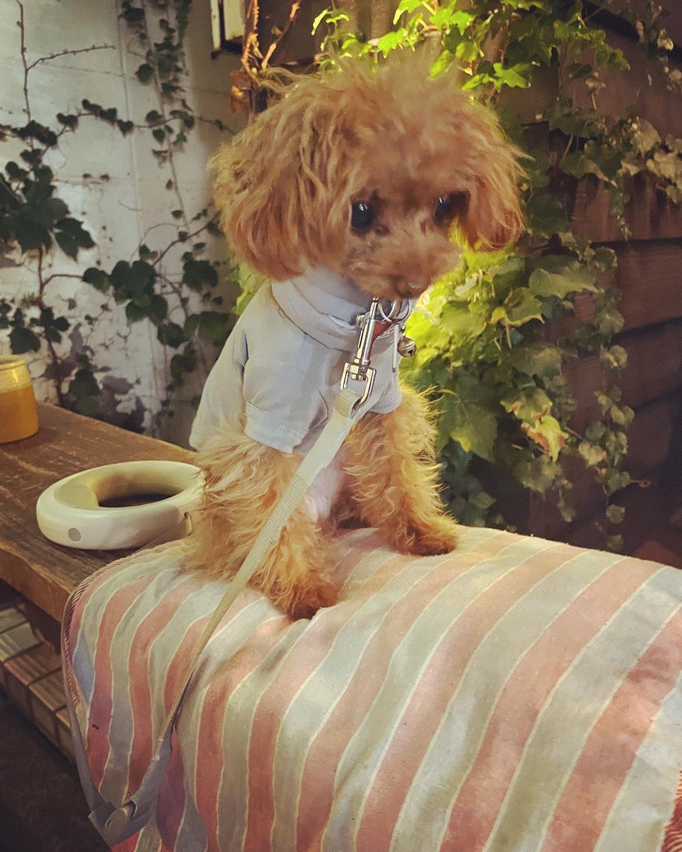 kuruminikaido's tweet photo. 夜のお散歩！
#トイプードル #ティーカッププードル #下北カフェ #cafetheusual #お散歩 https://t.co/L9e8AYLuhB