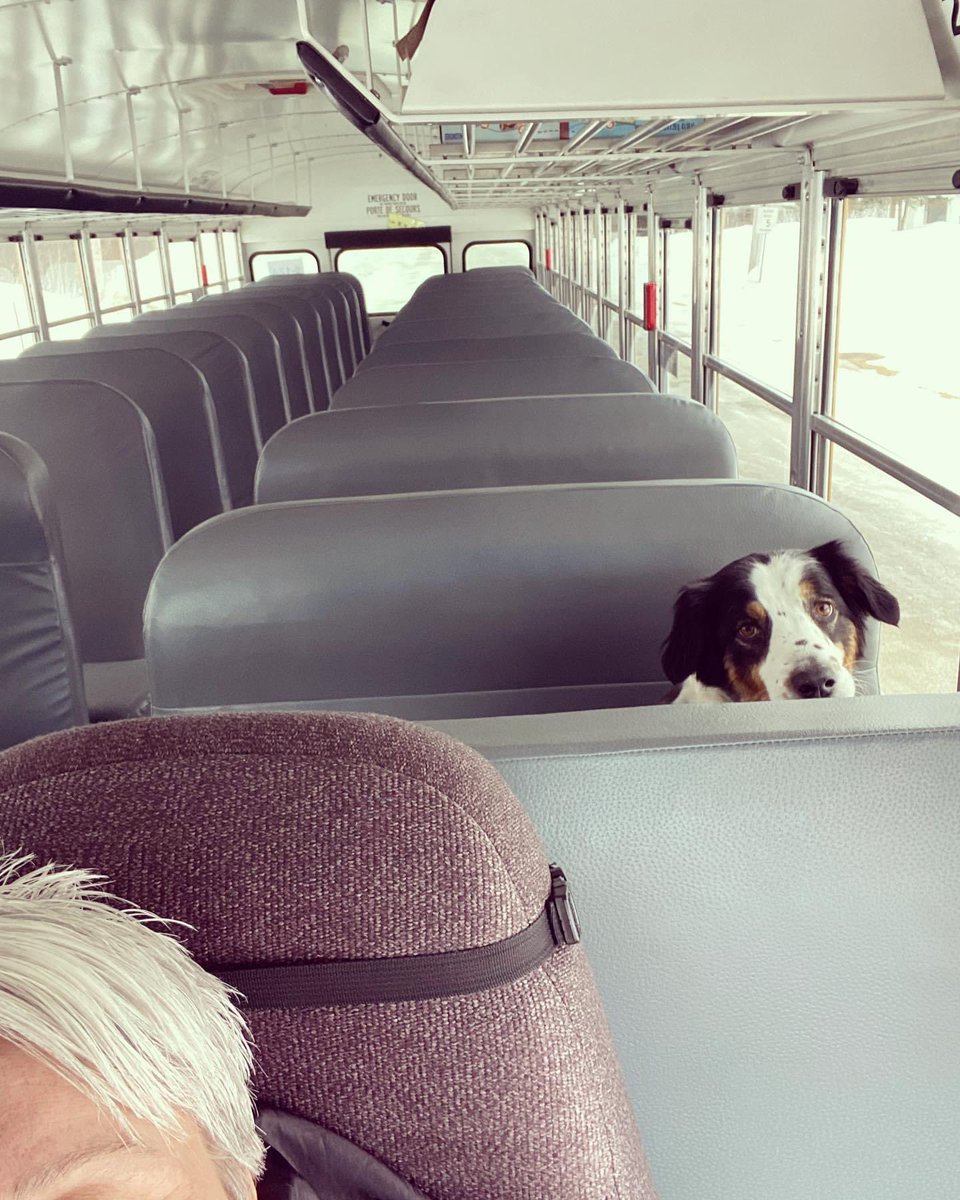 KellySi79810639's tweet photo. @Dalbodog One of my favourite riders on my bus #hesagoodboy 🐾 https://t.co/kyiG8226Pe