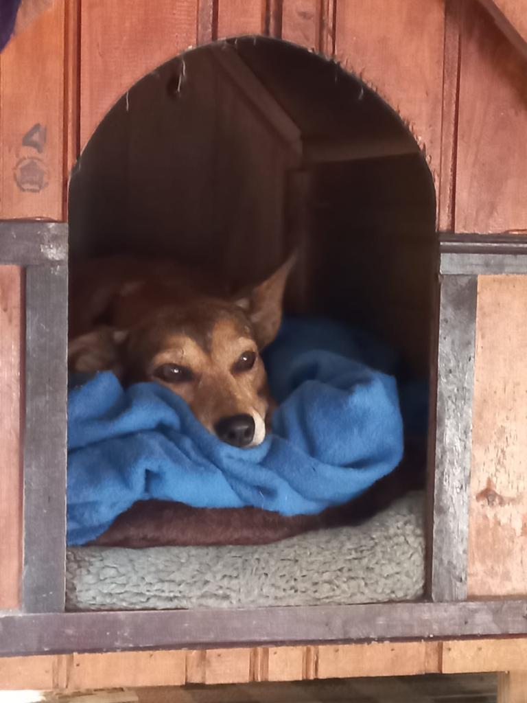 diamed_simone's tweet photo. Hoje é dia do Vira Lata... https://t.co/y09Ee1qOgA