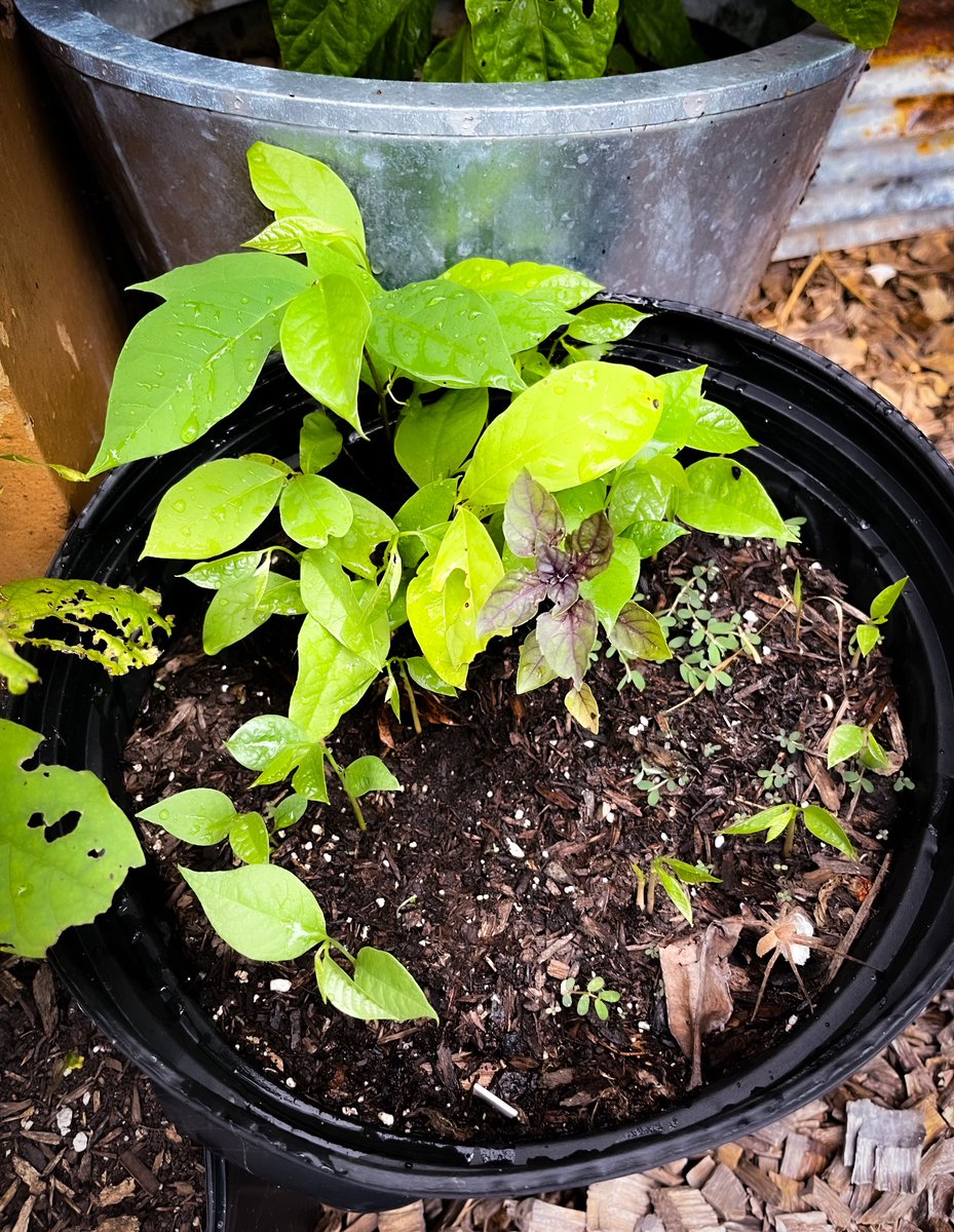 I planted this pot full of paw paw seeds two springs ago. Mid spring this year I noticed three sprouts.  Tonight I counted around 15. I guess the the lesson is don’t throw out those old pots for a few years. You might be surprised.