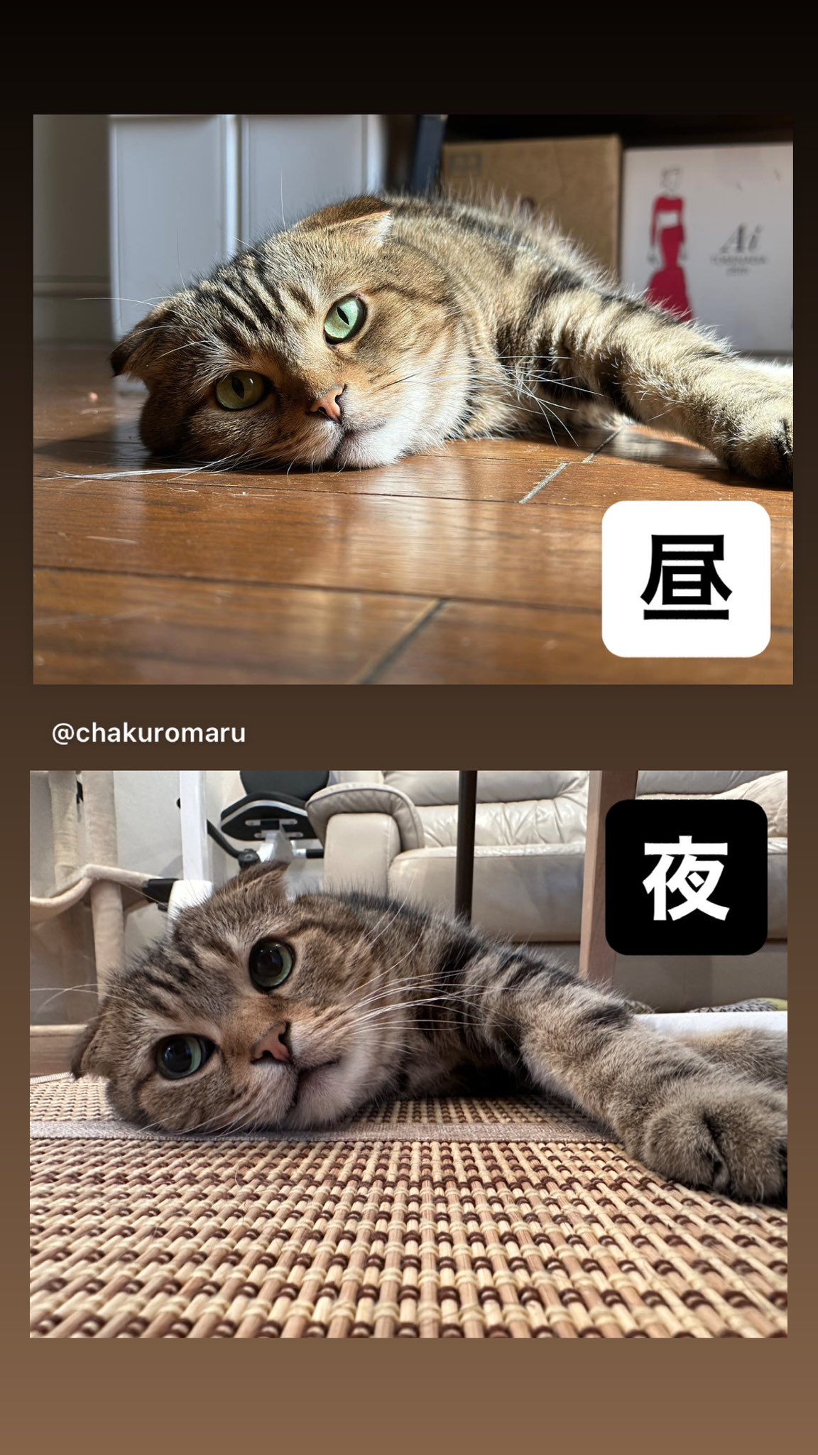 茶黒丸(ちゃくろまる) on X: 同じ猫と思えないくらい雰囲気が変わる 猫 cat ねこ 猫がいる幸せ  t.cohFPfgzyLL4  X