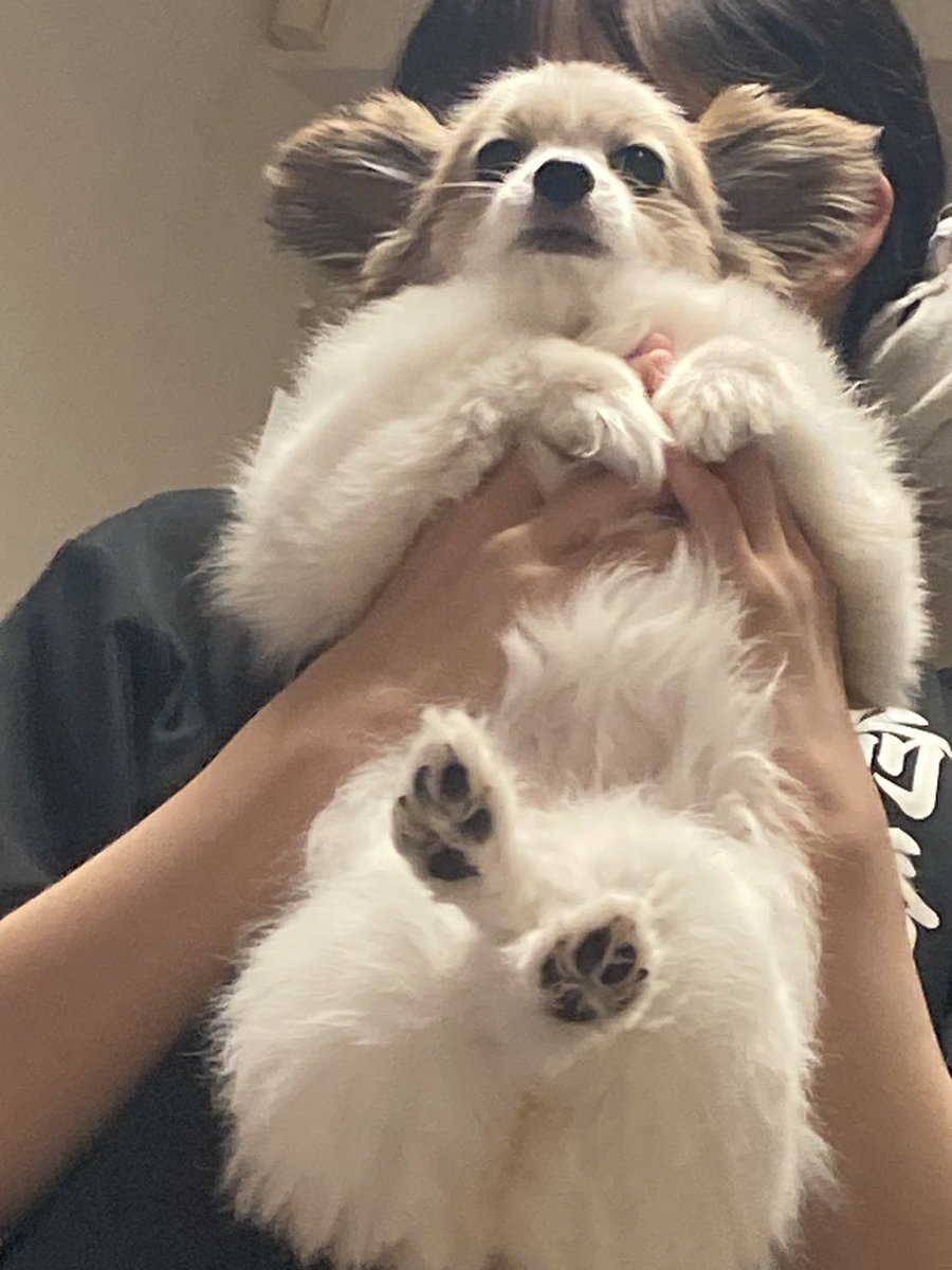 人間を完全に見下している表情をする犬

↓足も組んでいる