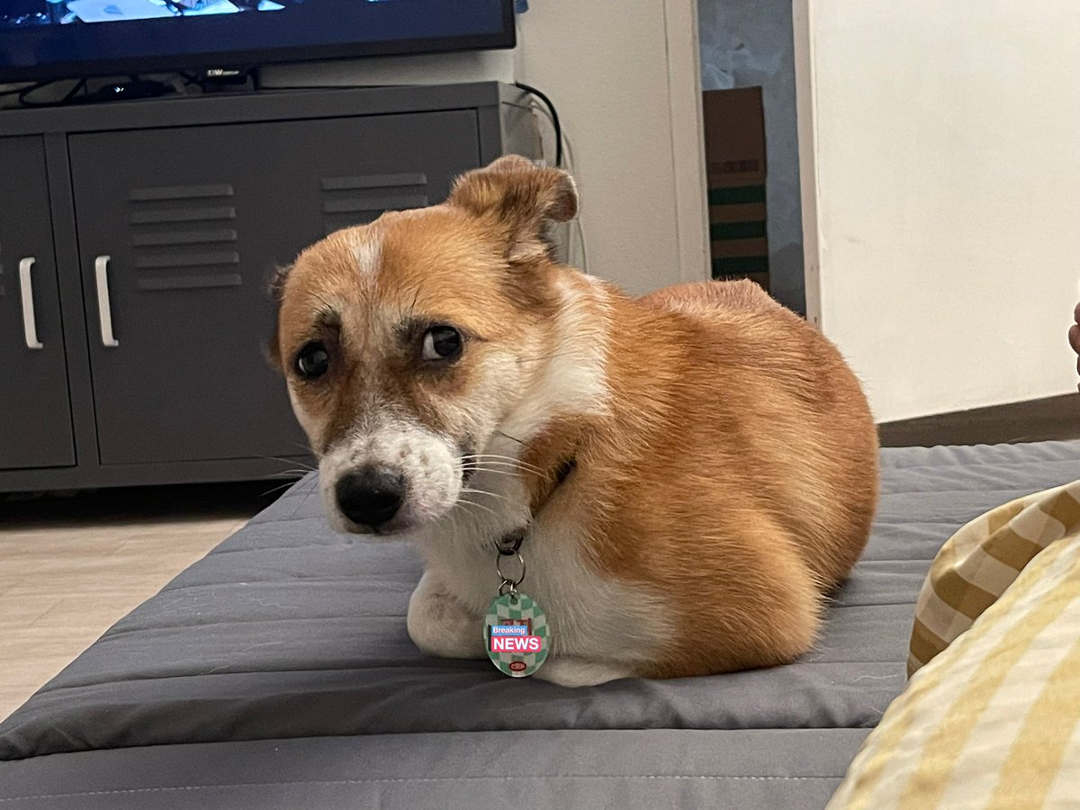 증신 읎어서 트윗터 올만에 들어왔는데
갑자기 엑스요? 엑스??
(곰지도 어이없어서 귀가사라짐)