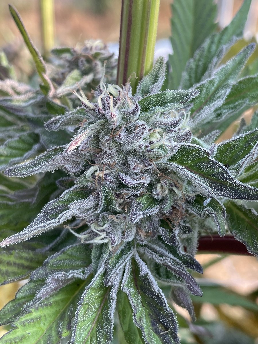 New new how’s y’all’s day?