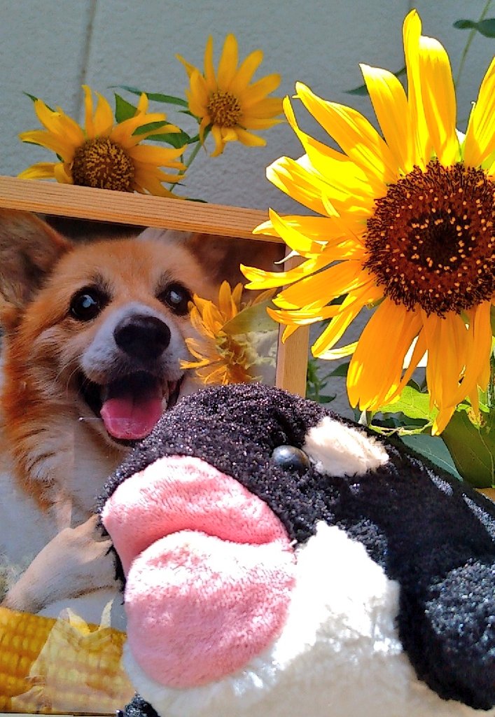 暑い日が続いてますね
この夏ももーちゃんのひまわり🌻
は元気に咲きましたよ😊空から
見ているかな～　それとも
近くにいるのかな☺️体に気をつけ
ながら8月もみんな元気に。