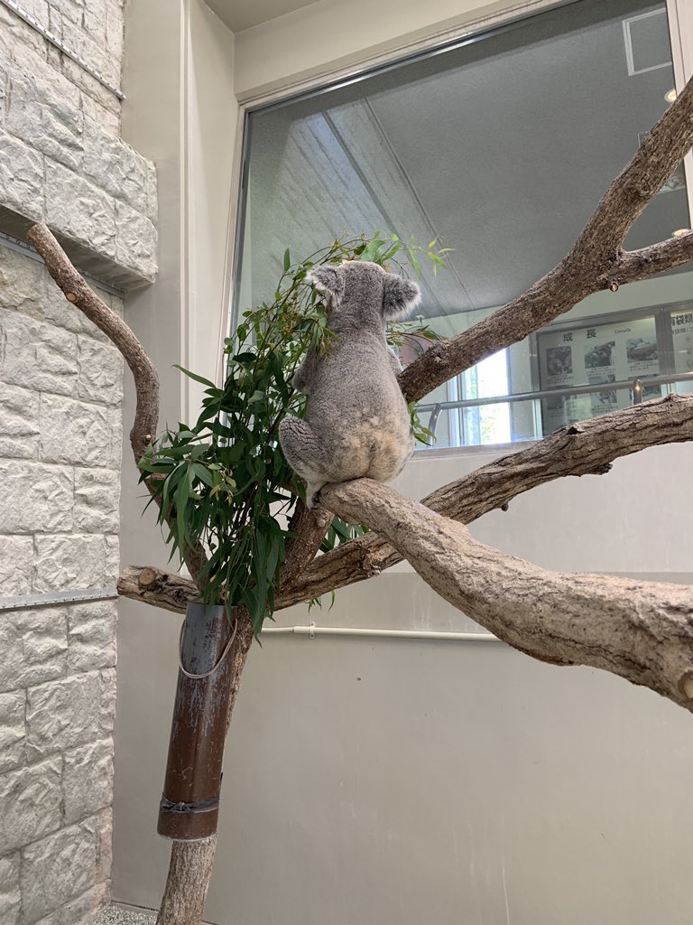 とりあえずコアラのおしりを見て落ち着こうか@(・●・)@