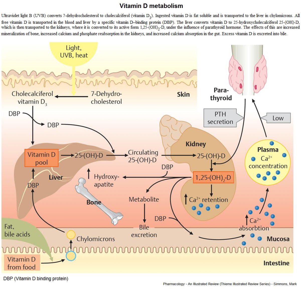 NutrioSci's tweet photo. Vitamin D Metabolism

#MedEd #MedTwitter #vitaminD https://t.co/HKhVCopNhG