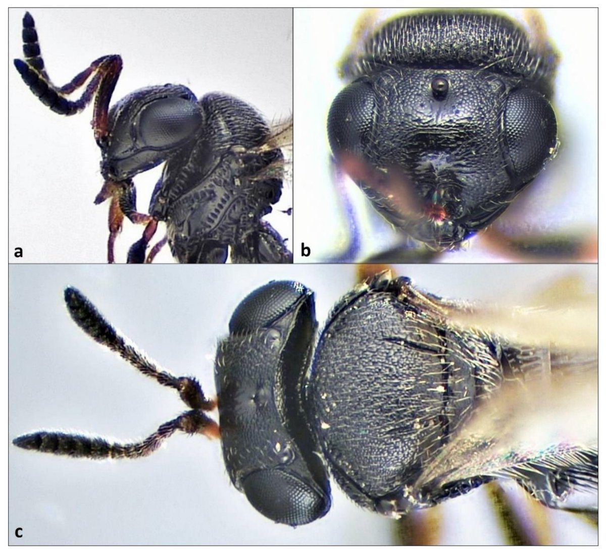 Insects_MDPI's tweet photo. #insects #highlycitedpaper 
📚Add Germany to the List—Adventive Population of Trissolcus japonicus (Ashmead) (#Hymenoptera: #Scelionidae) Emerges in Germany
👥By Christine Dieckhoff et al. @MauraRenninger @UniHohenheim

📷https://t.co/erVn2aOCqW
#parasitoids #invasivepest https://t.co/soCy68lFOs