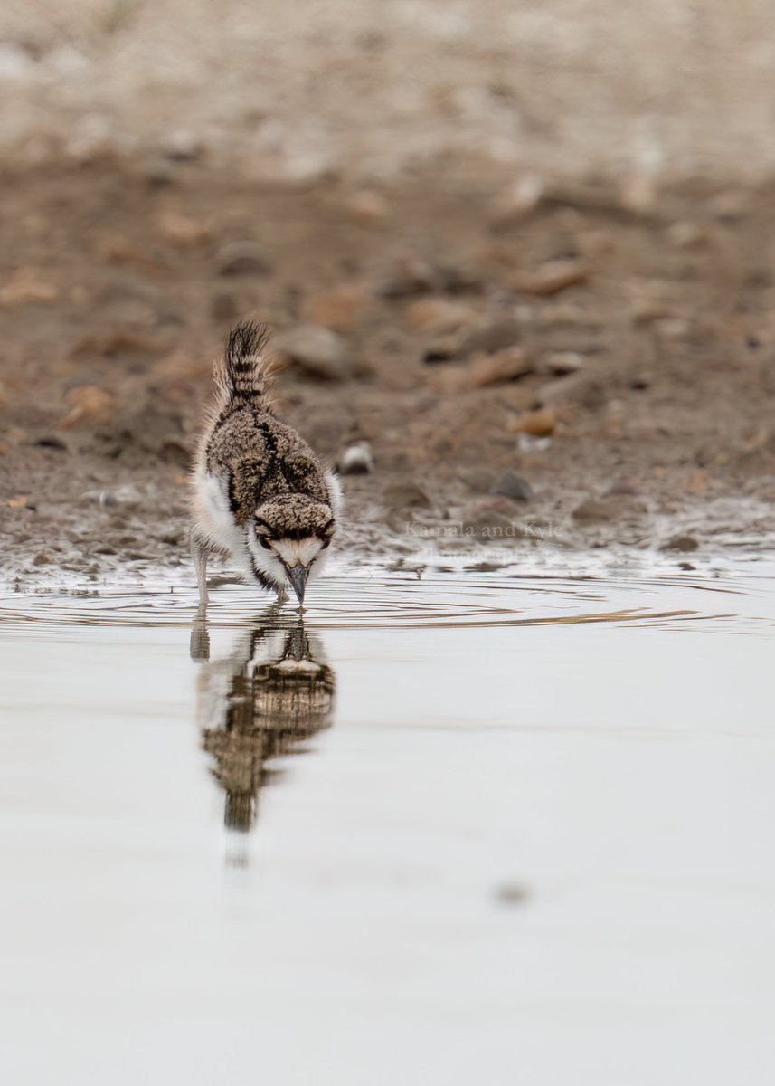 KamalaKyle's tweet photo. Finally found our first Killdeerlets! And OMG are they ever cute!!!!!!
We're now calling all baby birds and animals ___let... who's with us?
#killdeer #babykilldeer #saskatchewanbirds #birdsofsaskatchewan #saskatchewanbirdphotography #saskatchewanbirding #saskbirding #cute #sk https://t.co/hFb9fDGnQ0