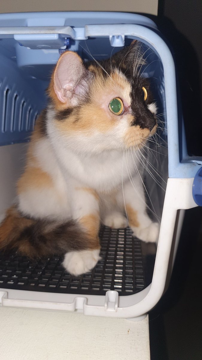 loweredbrain's tweet photo. @kochengfs Mongga 😾 https://t.co/mHr1uCggIe