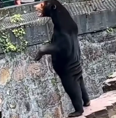 A zoo in China has reassured visitors their Sun Bears are not humans dressed in costumes. Really? That's what I look like from behind. #notconvinced #wtf