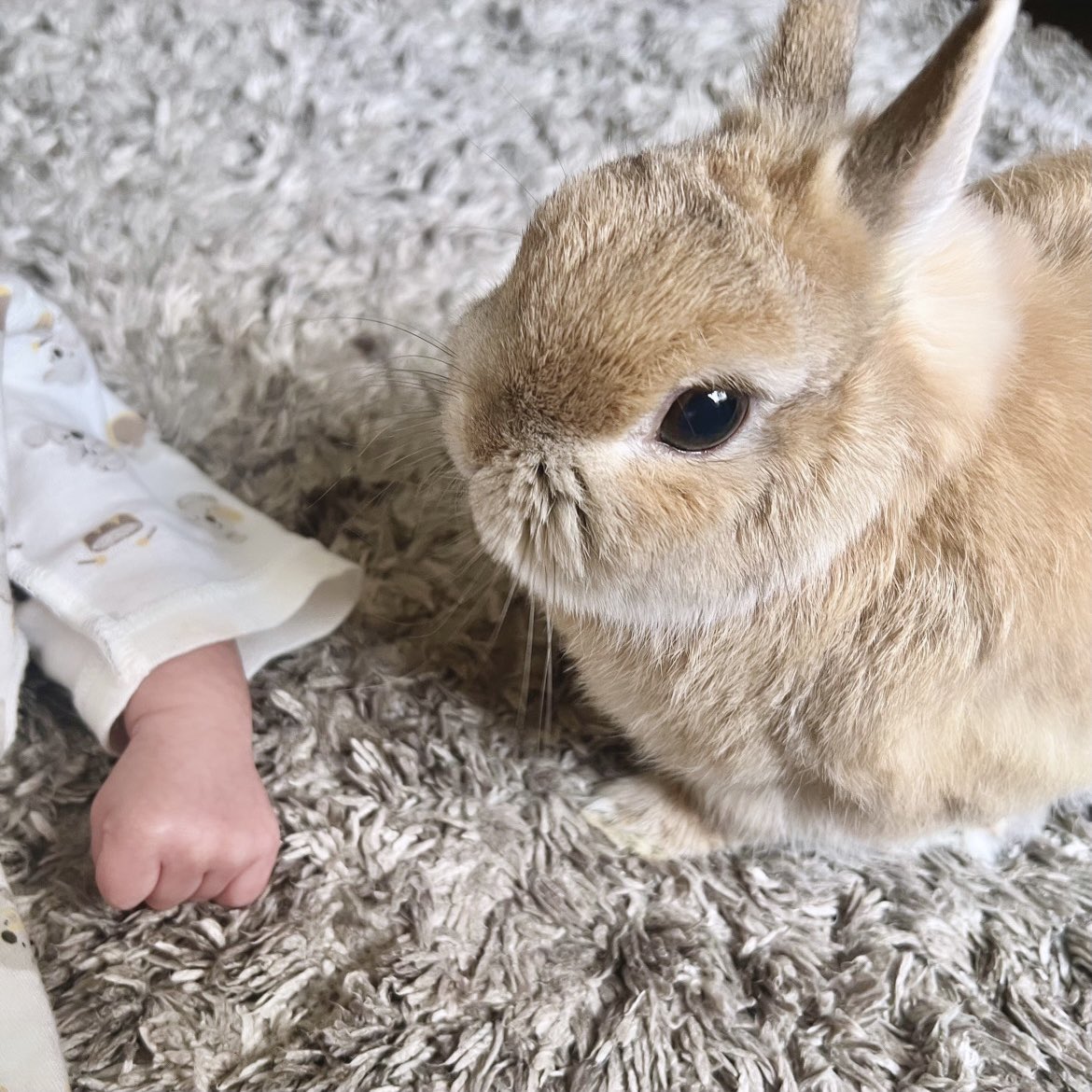 6月に人間の赤ちゃんがやってきて、
きびはお兄ちゃんになりました🐰👶🏻