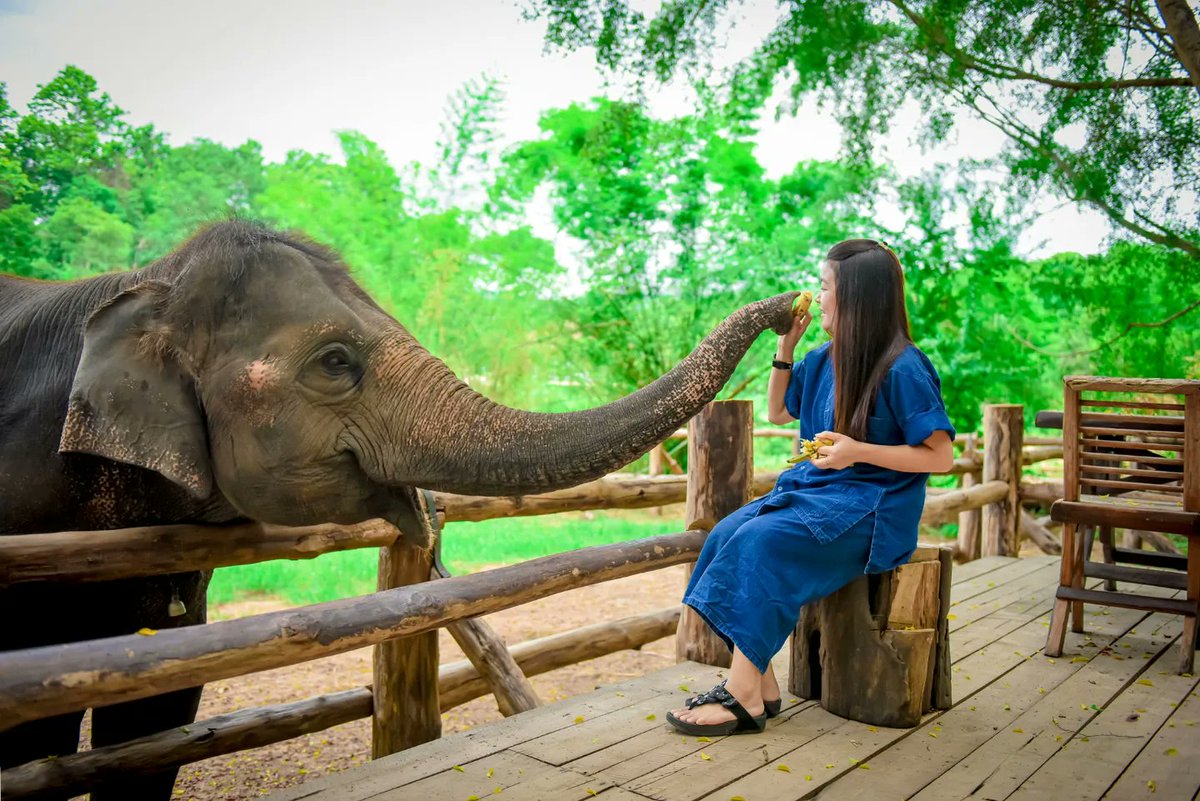 elephant_center's tweet photo. กิจกรรมการท่องเที่ยวของเราในช่วงวันหยุดยาว วันที่ 28 ก.ค. - 2 ส.ค. ซึ่งกิจกรรมเรามีดังนี้จ้า

🐘❤️  ชมช้างอาบน้ำ มี 2 รอบ 
            10.45 น. และ 13.15 น.

🐘❤️ ชมความสามารถของน้องช้างที่ห้องเรียน มีทั้งหมด 3 รอบ
            11.00 น., 13.30 น. และ 14.30 น. https://t.co/PqpXlUvVHz