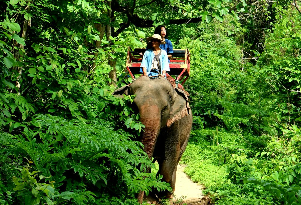 กิจกรรมการท่องเที่ยวของเราในช่วงวันหยุดยาว วันที่ 28 ก.ค. - 2 ส.ค. ซึ่งกิจกรรมเรามีดังนี้จ้า

🐘❤️  ชมช้างอาบน้ำ มี 2 รอบ 
            10.45 น. และ 13.15 น.

🐘❤️ ชมความสามารถของน้องช้างที่ห้องเรียน มีทั้งหมด 3 รอบ
            11.00 น., 13.30 น. และ 14.30 น.