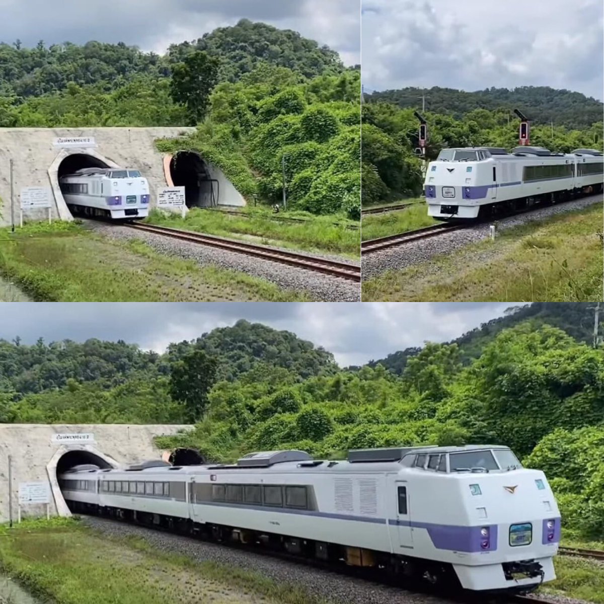 หมูเผือก tweet media