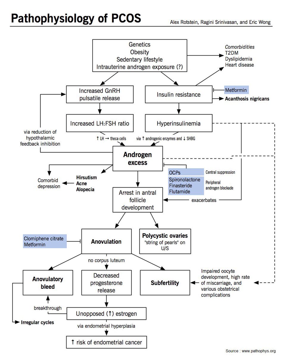AdvReproduction's tweet photo. Pathophysiology of Polycystic ovary syndrome (PCOS)

@ManualOMedicine #MedEd #MedTwitter https://t.co/TSZN6oycgg