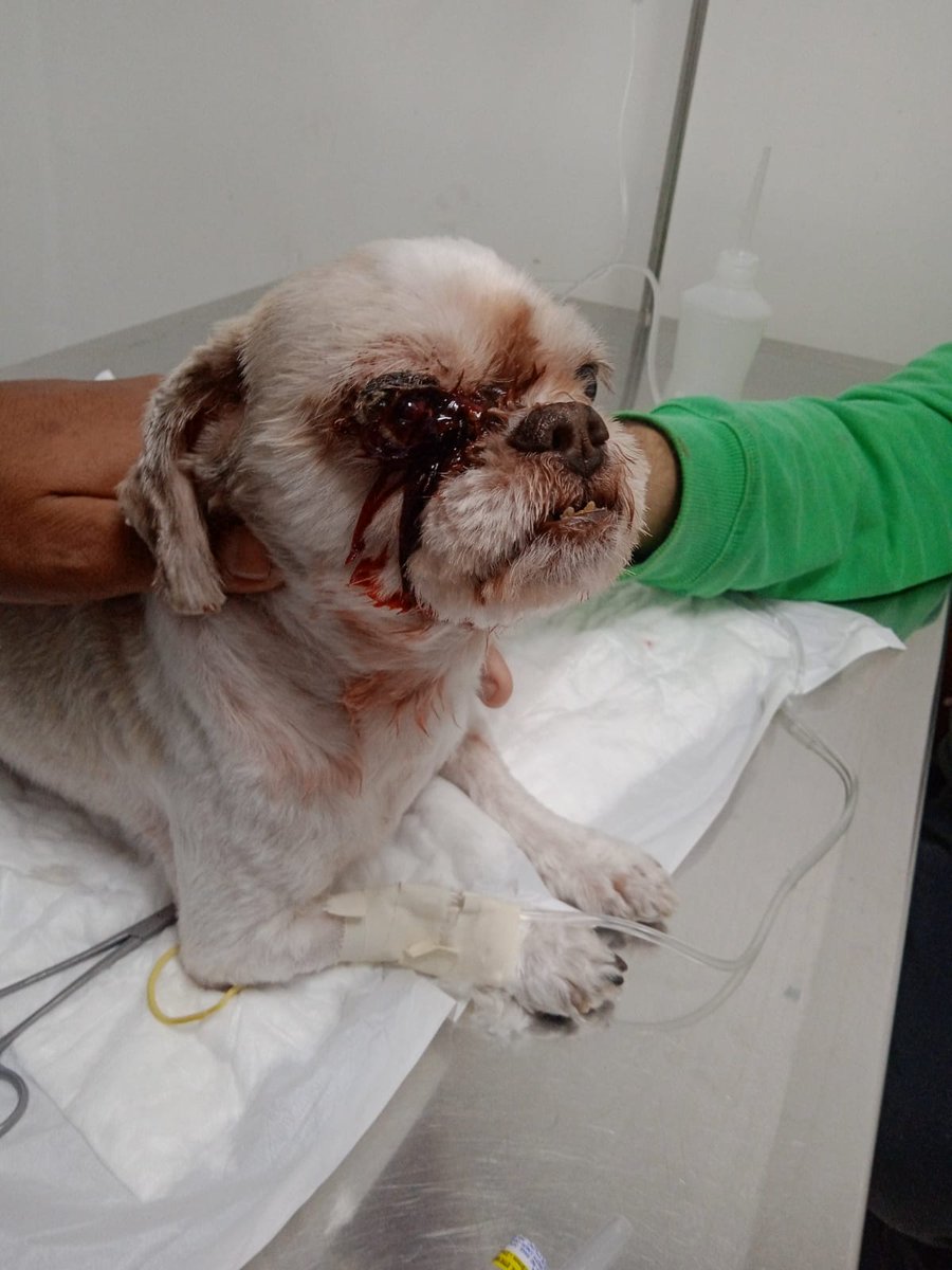 Junlook3's tweet photo. https://t.co/CCwJYdv4Yb

Quem puder ajudar meu cachorrinho gente por favor o olhinho dele piorou qualquer valor ou compartilhar ja ajuda muito https://t.co/RShxg7CYU6