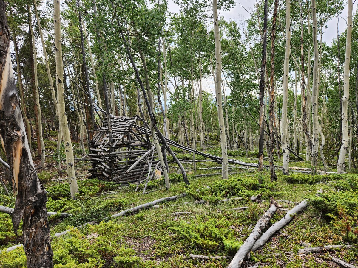 Amy Lovatt (Golden) tweet media