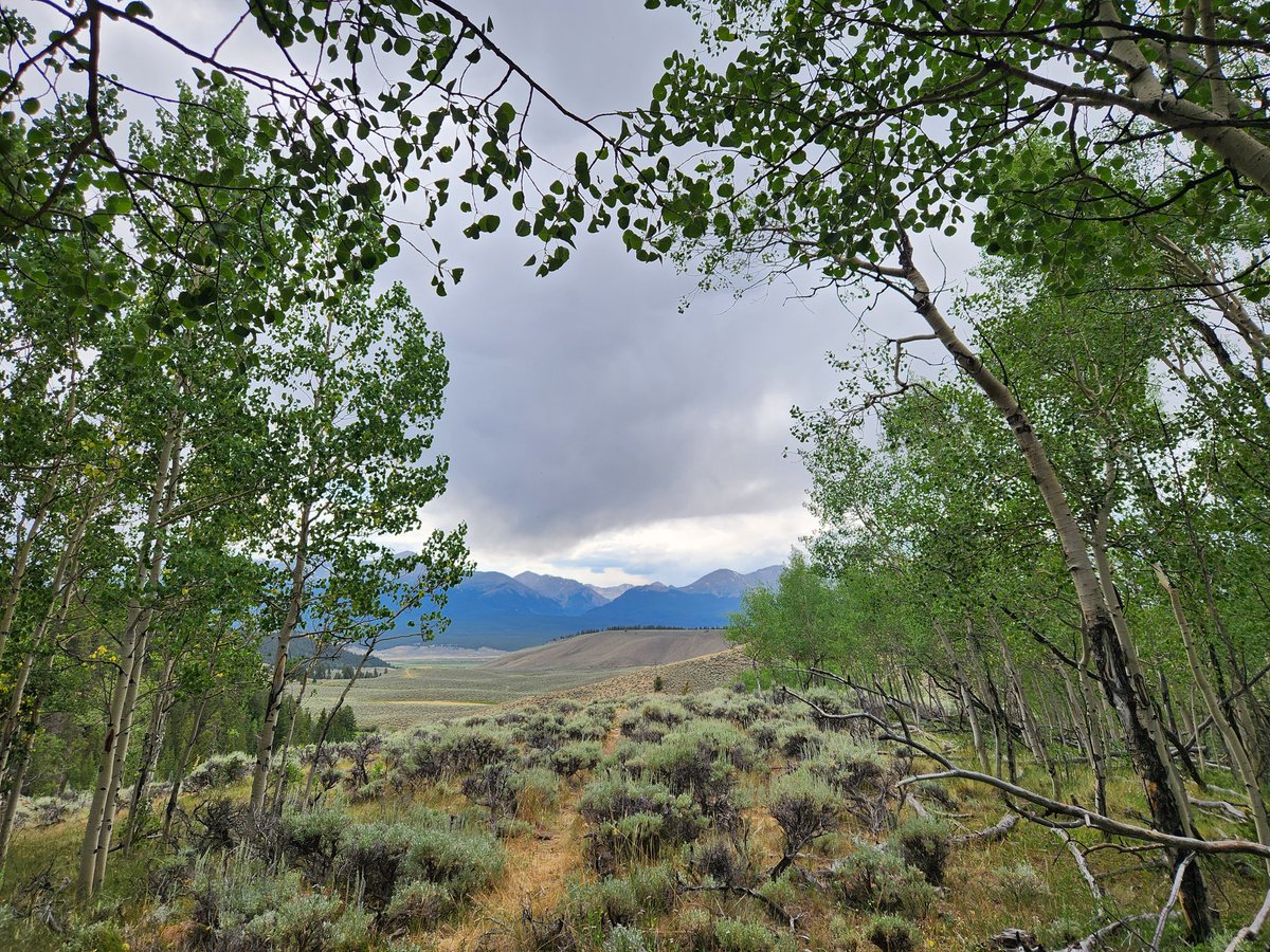 Amy Lovatt (Golden) tweet media