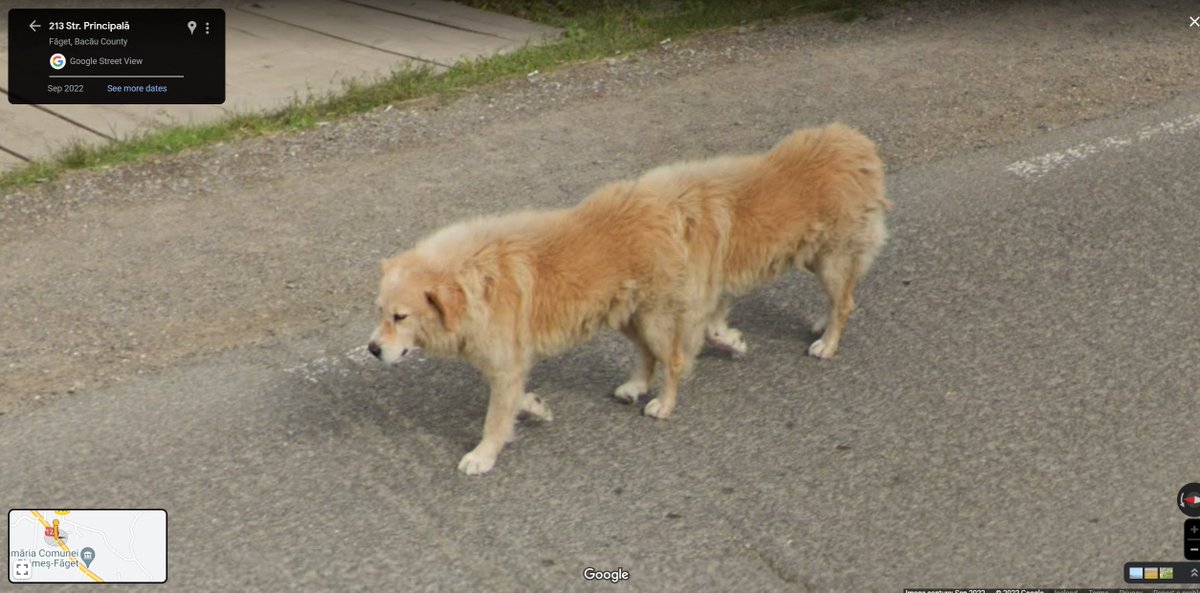 Hérna er hann, hundurinn í Făget