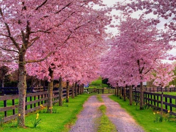 johwhitt's tweet photo. #SpringinNZ #LoveNZ https://t.co/22pnbzH9xj