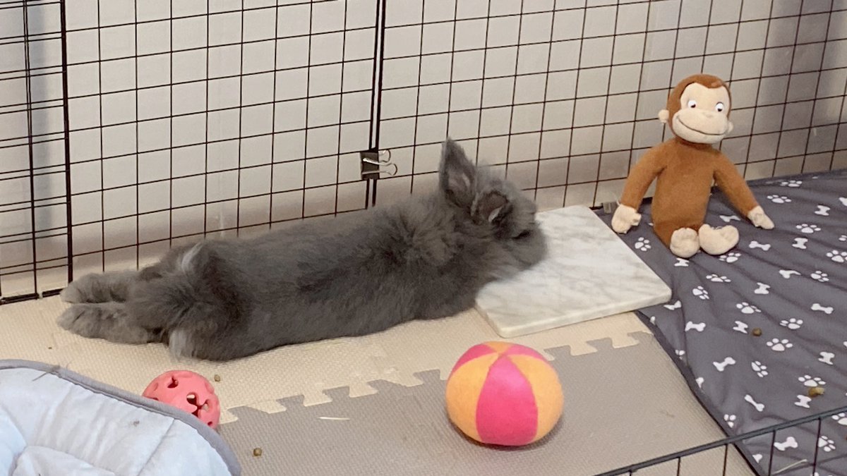 geturei4notuki's tweet photo. 雷が鳴り出して、オロオロしながらビビってたから 頭や背中をなでなで。
『雷⚡️だよ、大丈夫😌』って言いながら パパイヤの葉っぱをあげたら コレだわ…

順応性たかいね、Ramiくん🤣

🐵 男子たるもの、雷くらいで。
　　なぁ？Rami蔵😁
🐰 こわこわこわくなんて ないですぅ！ https://t.co/U48ni2TFHh
