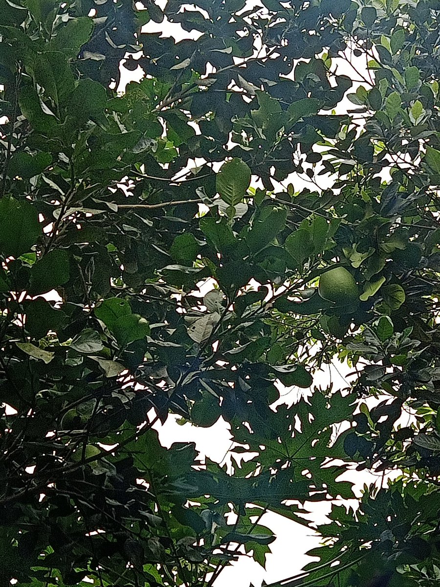 PienKong's tweet photo. Natural https://t.co/12A70KW0ft