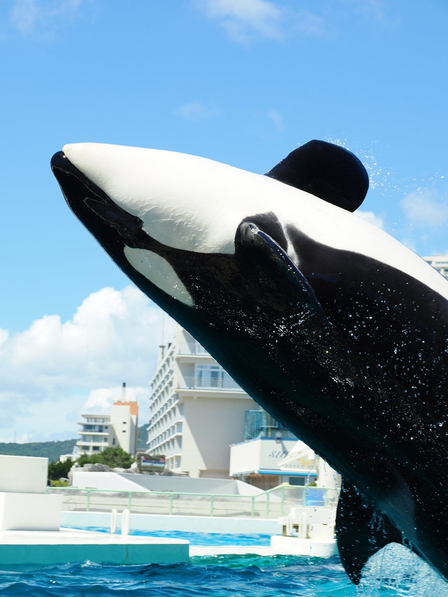 praiseorcas's tweet photo. ラン Ran 2
夏!!!!
#ラン #Ran2
#シャチ #killerwhale #orca #Orcinusorca
#鴨川シーワールド #KamogawaSeaworld https://t.co/umRMrblnoi