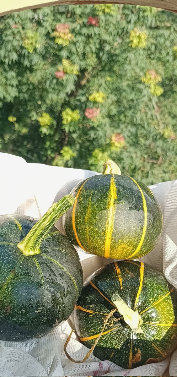 Mini Pumpkin, micro organic farmers. third harvest, may get one more #vegetables  #pumpkin  #smallfarmers  #organic  #growyourfood   #health