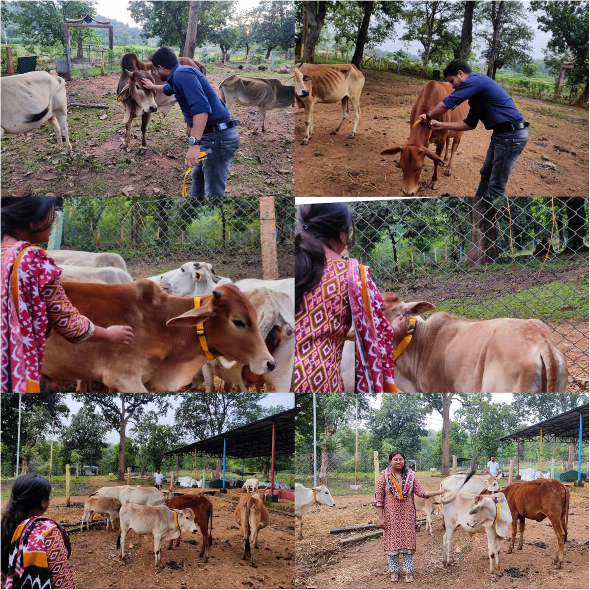 IASTripathiCG's tweet photo. नगर पंचायत केशकाल के NH30 रोड नगर पंचायत केशकाल की मदद से गौठान में लाया #टैगिंग #रेडियमबेल्ट #गौठान में पशुओं के लिए स्वच्छ पानी व पैरा #Assured @ChhattisgarhCMO @RChoubeyCG @amitabhjn @KPSingh_IAS @VibhagCg https://t.co/08FgNlKfDw