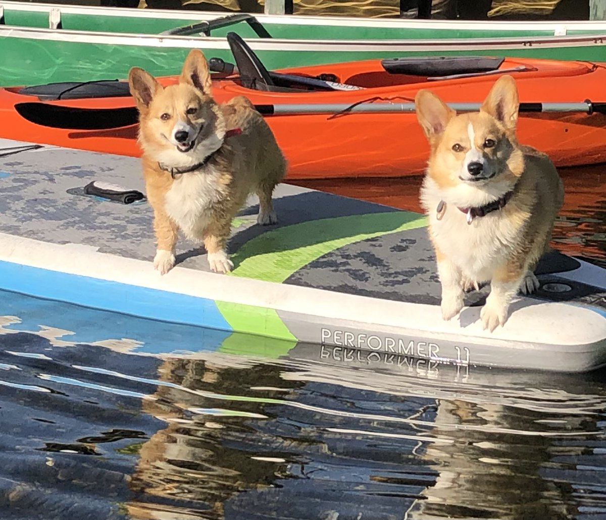 Corgilovers14's tweet image. Just two crazy Corgi’s out enjoying the weather! 🐾🎣☀️
#corgicrew 
#wawx