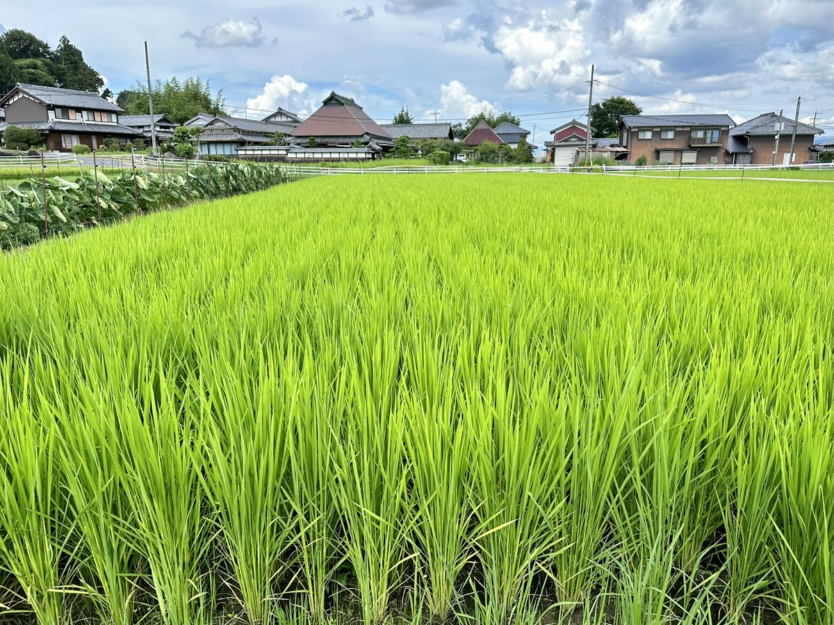 kawataru_j's tweet image. Happy new month everyone -^-^ *･.°🌾

#BeHappy #summervacation #ricefield #ricepaddy #landscape #photography #landscapephotography #nature #naturelovers #environment #Japan #夏休み #猛暑 #田んぼ #田園 #熱中症 #水分補給 #pm25 #自然 #環境 #風景 #風景写真 #写真好きな人と繋がりたい