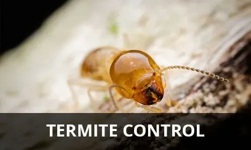 pestexperts_zw's tweet image. Termites are known as &quot;silent destroyers&quot; because of their ability to chew through wood flooring and even wallpaper undetected. #termitecontrol #pestcontrol #exterminators